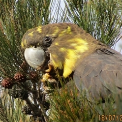 Calyptorhynchus lathami lathami at Marulan, NSW - suppressed