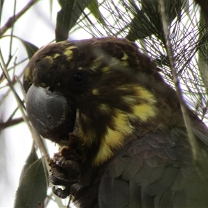 Calyptorhynchus lathami lathami at Marulan, NSW - suppressed