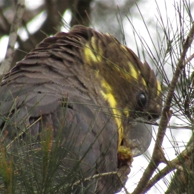 Calyptorhynchus lathami lathami (Glossy Black-Cockatoo) at Marulan, NSW - 30 Aug 2021 by GITM2