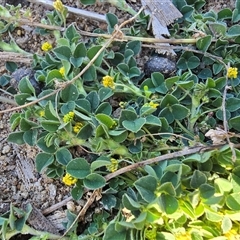 Trifolium dubium (Yellow Suckling Clover) at Isaacs, ACT - 13 Sep 2025 by Mike
