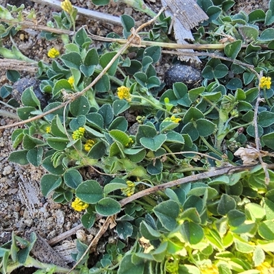 Trifolium dubium (Yellow Suckling Clover) at Isaacs, ACT - 13 Sep 2025 by Mike
