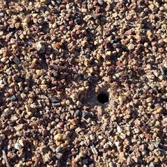 Iridomyrmex purpureus (Meat Ant) at Isaacs, ACT - 13 Sep 2025 by Mike