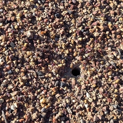 Iridomyrmex purpureus (Meat Ant) at Isaacs, ACT - 13 Sep 2025 by Mike