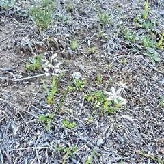 Wurmbea dioica subsp. dioica (Early Nancy) at Isaacs, ACT - 13 Sep 2025 by Mike