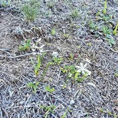 Wurmbea dioica subsp. dioica (Early Nancy) at Isaacs, ACT - 13 Sep 2025 by Mike