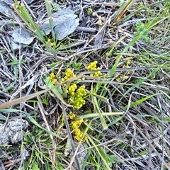 Lomandra bracteata (Small Matrush) at Isaacs, ACT - 13 Sep 2025 by Mike