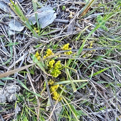 Lomandra bracteata (Small Matrush) at Isaacs, ACT - 13 Sep 2025 by Mike