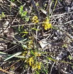 Lomandra bracteata (Small Matrush) at Isaacs, ACT - 13 Sep 2025 by Mike