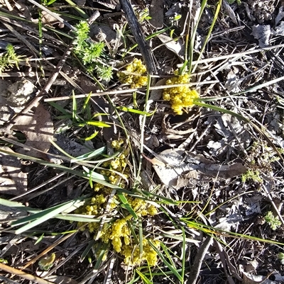 Lomandra bracteata (Small Matrush) at Isaacs, ACT - 13 Sep 2025 by Mike