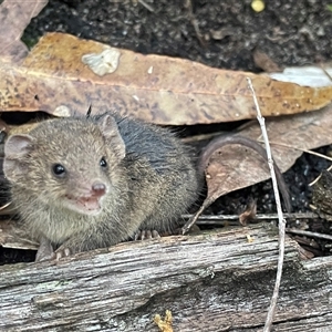 Antechinus flavipes (Yellow-footed Antechinus) at Jacky Bulbin Flat, NSW - 14 Sep 2025 by Malcolmlegg