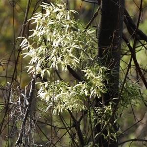 Clematis leptophylla (Small-leaf Clematis, Old Man's Beard) at Bungendore, NSW - 13 Sep 2025 by LineMarie