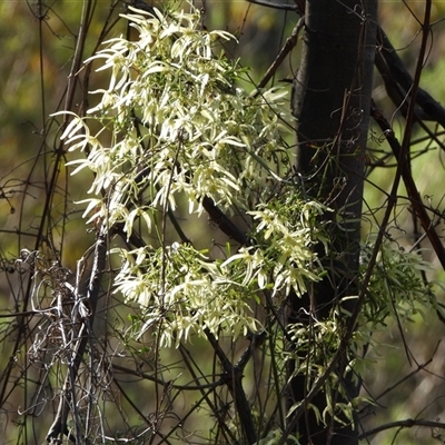 Clematis leptophylla (Small-leaf Clematis, Old Man's Beard) at Bungendore, NSW - 13 Sep 2025 by LineMarie