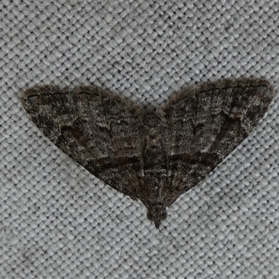 Phrissogonus laticostata (Apple looper moth) at Borough, NSW - 11 Sep 2025 by Paul4K