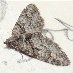 Phrissogonus laticostata (Apple looper moth) at Borough, NSW - 12 Sep 2025 by Paul4K