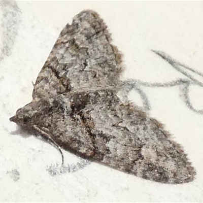 Phrissogonus laticostata (Apple looper moth) at Borough, NSW - 12 Sep 2025 by Paul4K