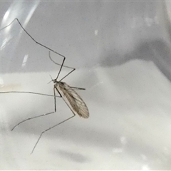 Symplecta (Trimicra) pilipes (A limoniid crane fly) at Borough, NSW - 12 Sep 2025 by Paul4K