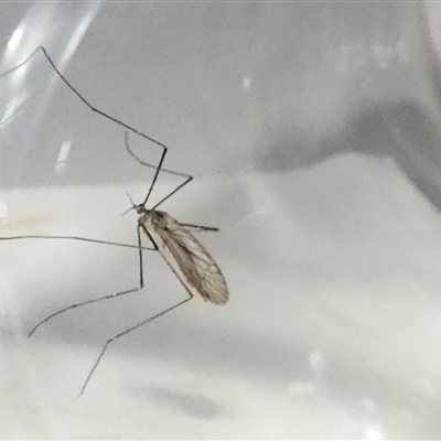 Symplecta (Trimicra) pilipes (A limoniid crane fly) at Borough, NSW - 12 Sep 2025 by Paul4K