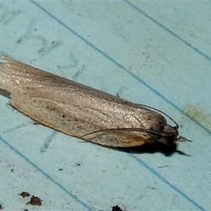 Lepidoptera unclassified ADULT moth (Unidentified - Moth) at Borough, NSW - 12 Sep 2025 by Paul4K