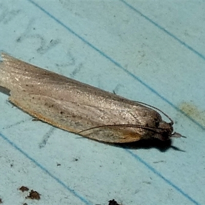 Lepidoptera unclassified ADULT moth (Unidentified - Moth) at Borough, NSW - 12 Sep 2025 by Paul4K