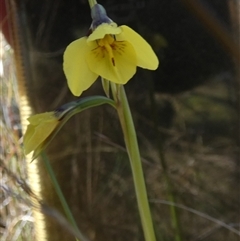 Diuris chryseopsis (Golden Moth) at Borough, NSW - 12 Sep 2025 by Paul4K