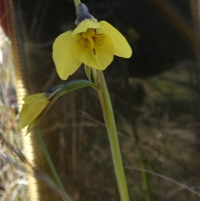 Diuris chryseopsis (Golden Moth) at Borough, NSW - 12 Sep 2025 by Paul4K