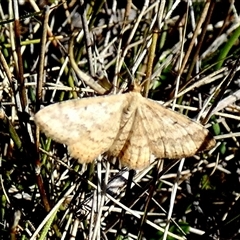 Scopula rubraria (Reddish Wave, Plantain Moth) at Borough, NSW - 12 Sep 2025 by Paul4K