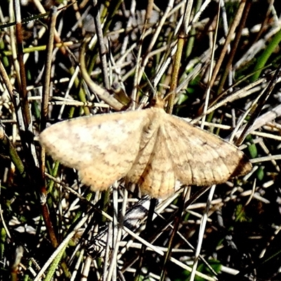 Scopula rubraria (Reddish Wave, Plantain Moth) at Borough, NSW - 12 Sep 2025 by Paul4K