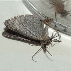 Geometridae (family) ADULT at Borough, NSW - 13 Sep 2025 by Paul4K