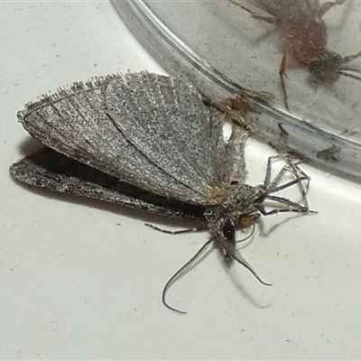 Geometridae (family) ADULT at Borough, NSW - 13 Sep 2025 by Paul4K