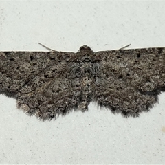 Psilosticha pristis (Little Brown Bark Moth) by Paul4K