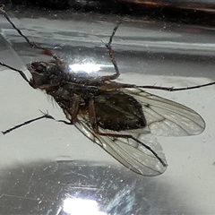 Helina sp. (genus) (Muscid fly) at Borough, NSW - 13 Sep 2025 by Paul4K