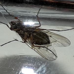 Helina sp. (genus) (Muscid fly) at Borough, NSW - 13 Sep 2025 by Paul4K