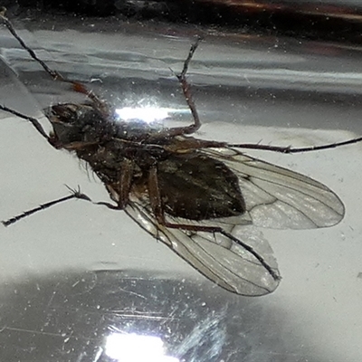 Helina sp. (genus) (Muscid fly) at Borough, NSW - 13 Sep 2025 by Paul4K