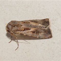 Agrotis munda (Brown Cutworm) at Borough, NSW - 13 Sep 2025 by Paul4K