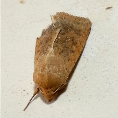 Helicoverpa (genus) (A bollworm) at Borough, NSW - 13 Sep 2025 by Paul4K