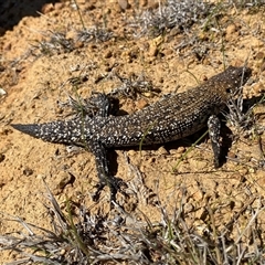 Egernia cunninghami (Cunningham's Skink) at Boorowa, NSW - 23 Aug 2025 by mcosgrove
