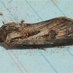 Agrotis munda (Brown Cutworm) at Borough, NSW - 13 Sep 2025 by Paul4K
