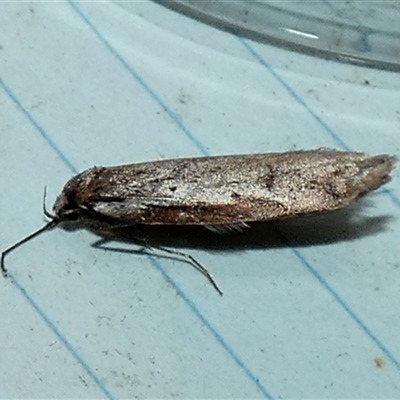 Philobota (genus) (Unidentified Philobota genus moths) at Borough, NSW - 13 Sep 2025 by Paul4K
