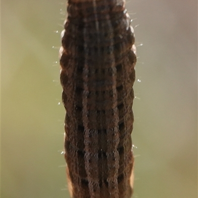Noctuidae unclassified IMMATURE moth (Immature Noctuidae Moth) at Hall, ACT - 13 Sep 2025 by Anna123