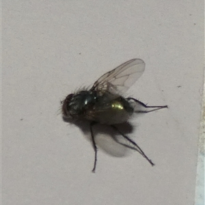 Unverified Blow fly (Calliphoridae) by Paul4K