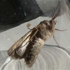 Agrotis infusa (Bogong Moth, Common Cutworm) at Borough, NSW - 13 Sep 2025 by Paul4K