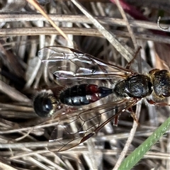 Unverified Flower Wasps (Scoliidae, Thynnidae or Tiphiidae) at Campbell, ACT - 22 Aug 2025 by mcosgrove