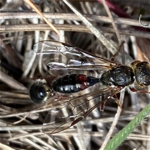 Unverified Flower Wasps (Scoliidae, Thynnidae or Tiphiidae) at Campbell, ACT - 22 Aug 2025 by mcosgrove