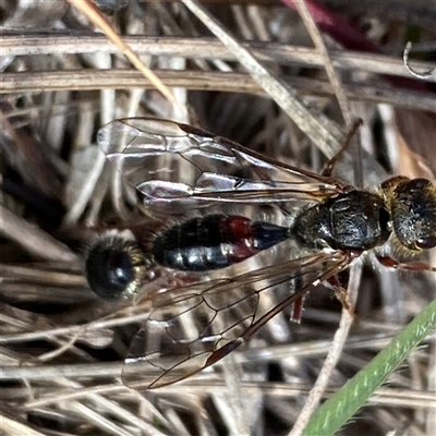 Unverified Flower Wasps (Scoliidae, Thynnidae or Tiphiidae) at Campbell, ACT - 22 Aug 2025 by mcosgrove