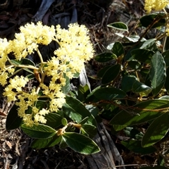 Pomaderris intermedia (Golden Pomaderris) at Borough, NSW - 13 Sep 2025 by Paul4K
