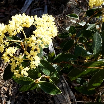 Pomaderris intermedia (Golden Pomaderris) at Borough, NSW - 13 Sep 2025 by Paul4K