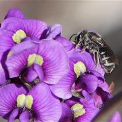 Lasioglossum (Chilalictus) sp. (genus & subgenus) (Halictid bee) at Hall, ACT - 13 Sep 2025 by Anna123