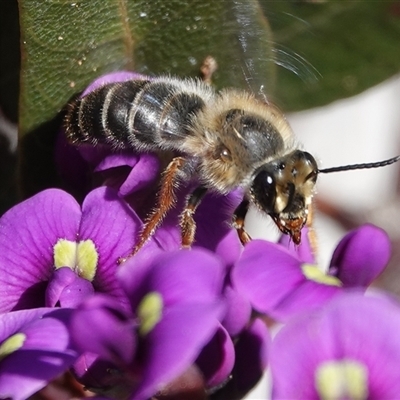Trichocolletes orientalis (Colletid bee) at Hall, ACT - 13 Sep 2025 by Anna123