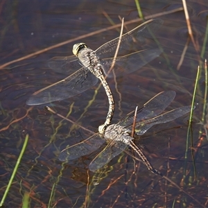 Anax papuensis (Australian Emperor) at Hall, ACT - 13 Sep 2025 by Anna123