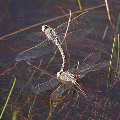 Anax papuensis (Australian Emperor) at Hall, ACT - 13 Sep 2025 by Anna123
